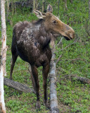 Moose at Ox Bow Bend Vertical.jpg