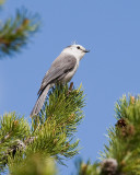 Grey Jay.jpg