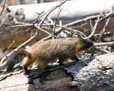 Marmot on a Log at Jenny Lake.jpg