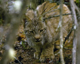 Lynx Crouched in the Trees.jpg