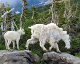 Mountain Goat and Kid on the Rocks at Logan Pass.jpg
