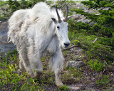 Mountain Goat at Logan Pass.jpg