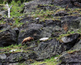 Grizzly Near Grinnell Lake.jpg