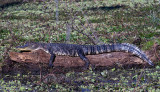 Gator Sunning Itself on a Log.jpg