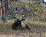 No 10 Bull Elk.jpg