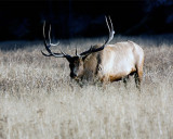 Bull Elk on Norris Road in the Tall Grass.jpg