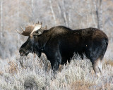 Bull Moose at Gros Ventre.jpg
