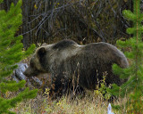 Grizzly Sow Near Pahaska TeePee.jpg