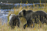 Grizzly Sow Following Cub to the Creek.jpg