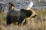 Grizzly Sow in the Valley.jpg