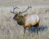 Elk Near Canyon.jpg