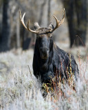 Bull Moose Vertical.jpg