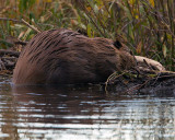 Beaver on Moose-Wilson Road.jpg