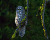 Great Gray Owl Near Canyon.jpg