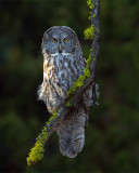 Great Gray Owl Vertical.jpg