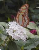 Butterfly on flower 3.jpg