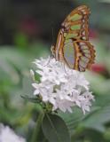 Butterfly on flower 4.pg