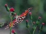 Butterfly Hanging on red flower.jpg