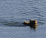 Bear in the lake.jpg