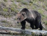 Bear stepping over log.jpg