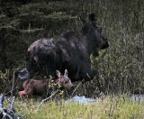 Moose with calf in stream.jpg