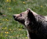 Grizzly Profile.jpg