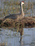 Sandhill Crane on the nest reflection.jpg