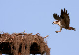 Osprey Landing at Nest.jpg