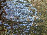 Water Reflections 1