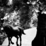 Animals In War Memorial