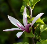 a  magnolia moment