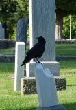 visiting crow