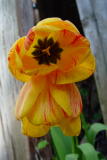 tulip dolly