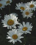 treys of daisy