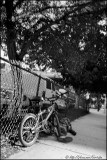 A Tree, a bike and a man