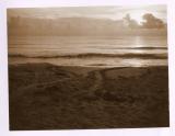 Sea turtle nest