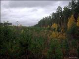 Forest in the Pestrecy region of Tatarstan