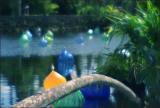 Wild Anhinga and Glass Sculptures (Fairchild Tropical Garden)