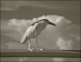 Bird on the bridge to Key Biscayne