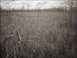 Dry season in Everglades