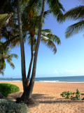 Rio Mar Beach Palms.JPG
