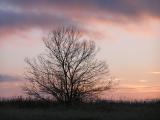 Tree Sunset 1.JPG