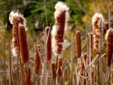 Cat Tails