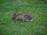 Bunny that lives under my deck