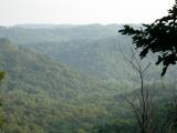 Daniel Boone Forest 1.jpg
