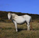 Garn Fawr