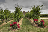 Vineyards In Summer