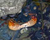 tide pool crab.jpg