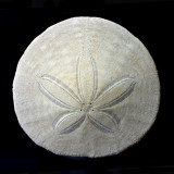 sand dollar-7.jpg