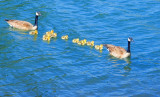 Canadian Geese & Goslings